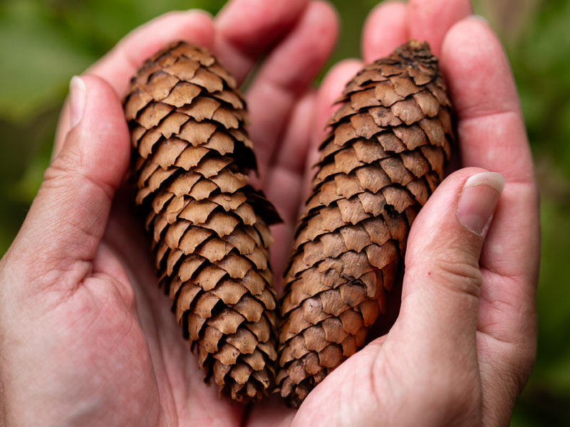Hjerte i grankogler i hænder, der symboliserer hjælp til angst