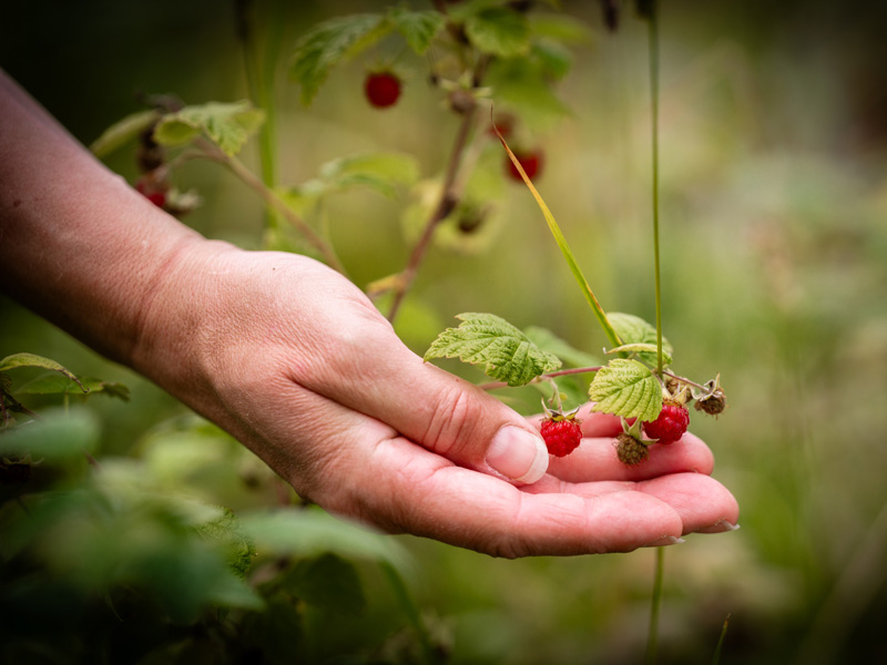 Hånd, der rækker ud efter hindbær, skal symbolisere behandling af ADHD og autisme