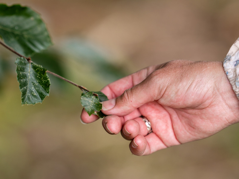 Hånd, der rækker ud efter blad, skal symbolisere online konsultationer